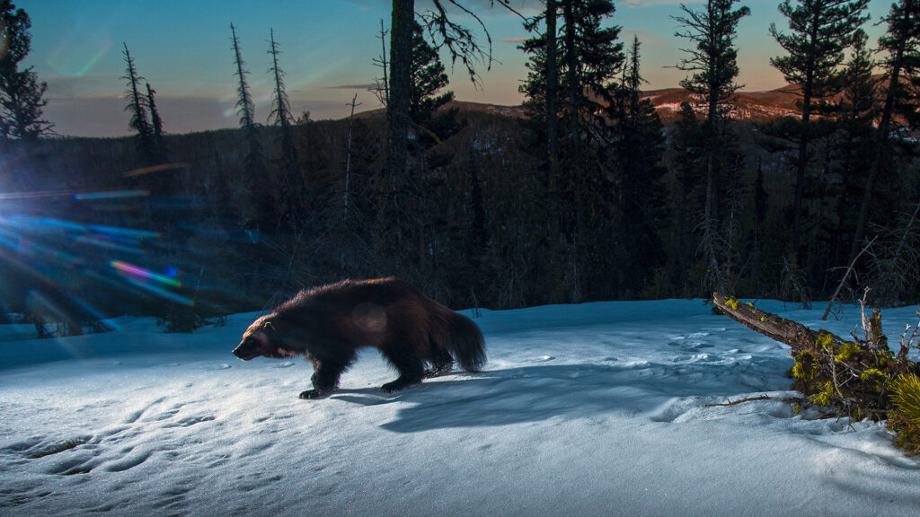 A wolverine in the high country of Helena National Forest. Credit: Kalon Baughan