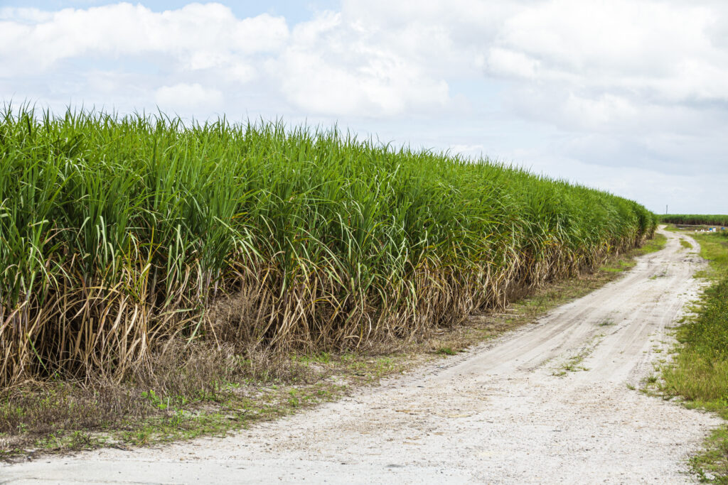 A sugar cane field in the Everglades Agricultural Area of Clewiston, Fla. Credit: Jeffrey Greenberg/Universal Images Group via Getty Images