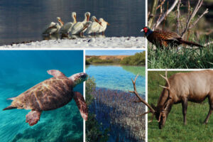 The important role healthy, biodiverse ecosystems can play in capturing and storing carbon dioxide was emphasized at COP28 in Dubai, as scientists shared new research showing how mangroves, elk and even sea turtles help in the effort to slow global warming. Credit: Bob Berwyn/Inside Climate News photos