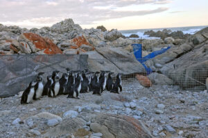 Once abandoned orphans, these African penguins are being released at a nature reserve in South Africa as researchers attempt to start a new colony. Credit: Christina Hagen