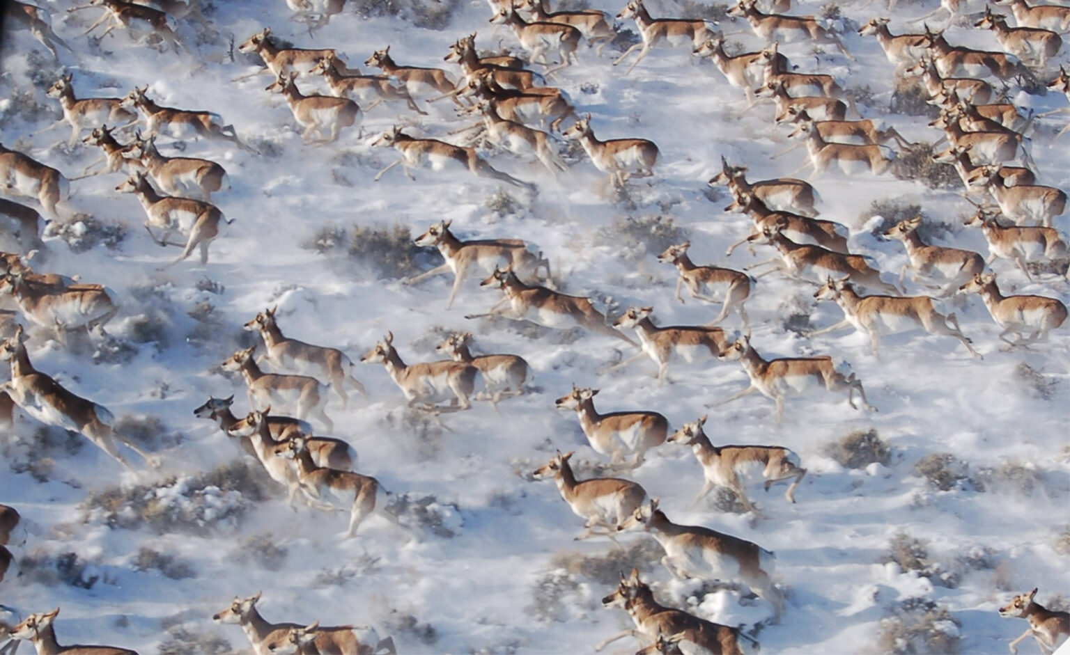 Pronghorn migrate in Wyoming. Credit: Joel Berger