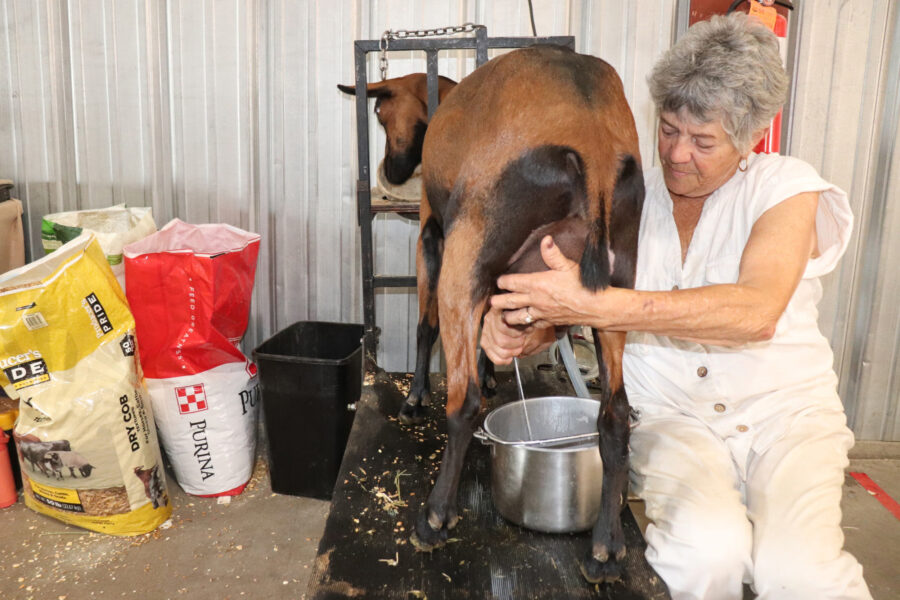 What’s Going On With the Goats of Arizona Inside Climate News