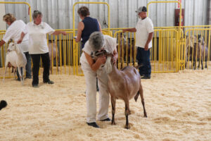 Sandy Van Echo gives her friend's Nubian goat a good-luck kiss before the Arizona State Fair show begins on Friday, Oct. 27, 2023. Credit: Emma Peterson