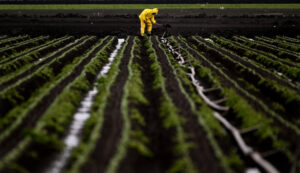 The health of farmworkers is put at risk as growers continue to apply toxic fumigants around Watsonville, Calif. Credit: Wally Skalij/Los Angeles Times via Getty Images