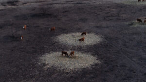 Cattle graze on small islands of hay surrounded by pastureland burned by wildfires tearing through the Texas Panhandle. Credit: Scott Olson/Getty Images