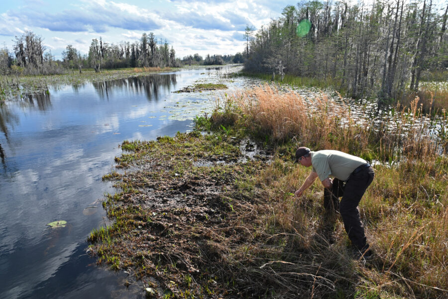 Michael Lusk, a refuge manager for the Okefenokee National Wildlife Refuge, surveys the edge of the federally protected swampland in Folkston, Ga., where a major new mining operation is preparing to break ground, raising concerns among longtime residents and environmentalists. Credit: Hyosub Shin/The Atlanta Journal-Constitution