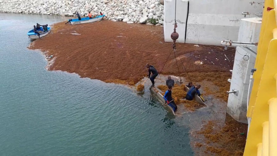 A team removes sargassum at the facilities of the Punta Catalina Thermoelectric Power Plant in the Dominican Republic in 2023. Credit: Punta Catalina Thermoelectric Power Plant