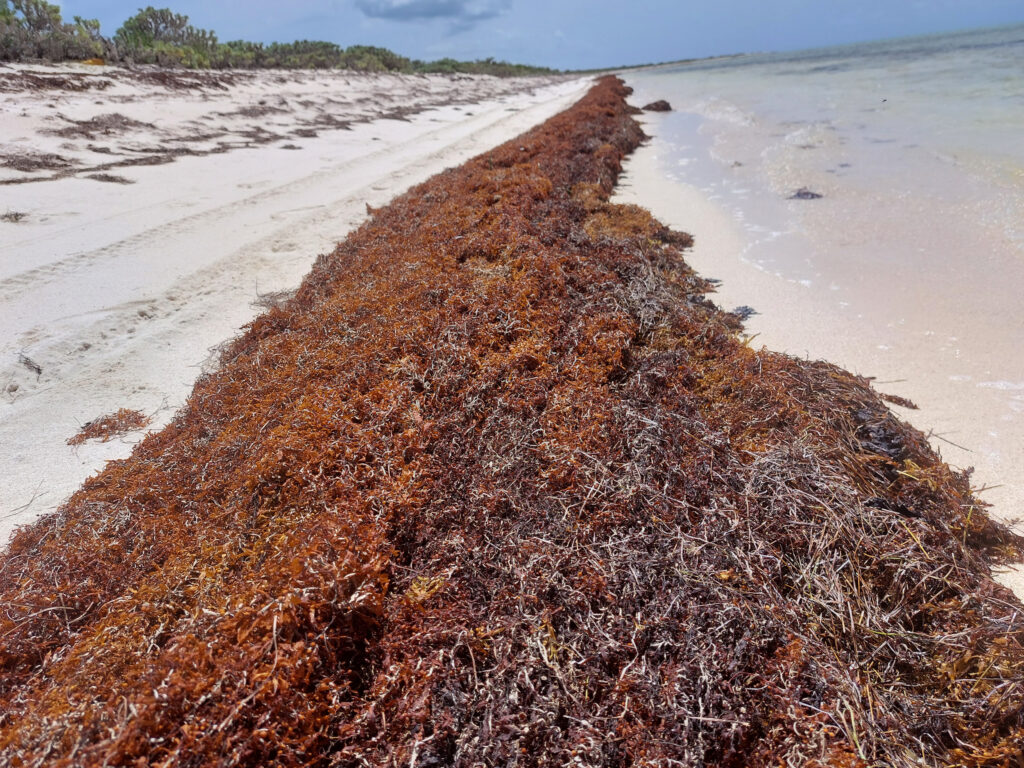 Sargassum lines the shore in July 2023 in Anegada in the British Virgin Islands. Credit: Freeman Rogers/The BVI Beacon