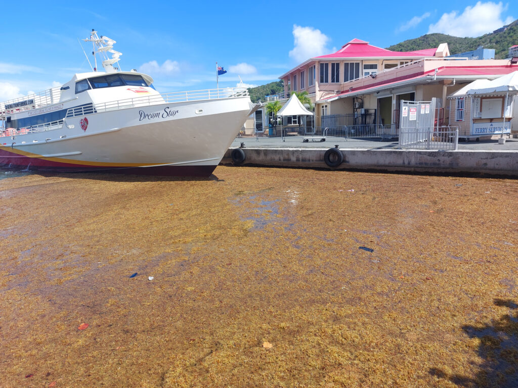 Sargassum has caused problems for boats operating at the ferry terminal in Road Town, Tortola in the British Virgin Islands (shown above on May 20, 2023). Credit: Freeman Rogers/The BVI Beacon