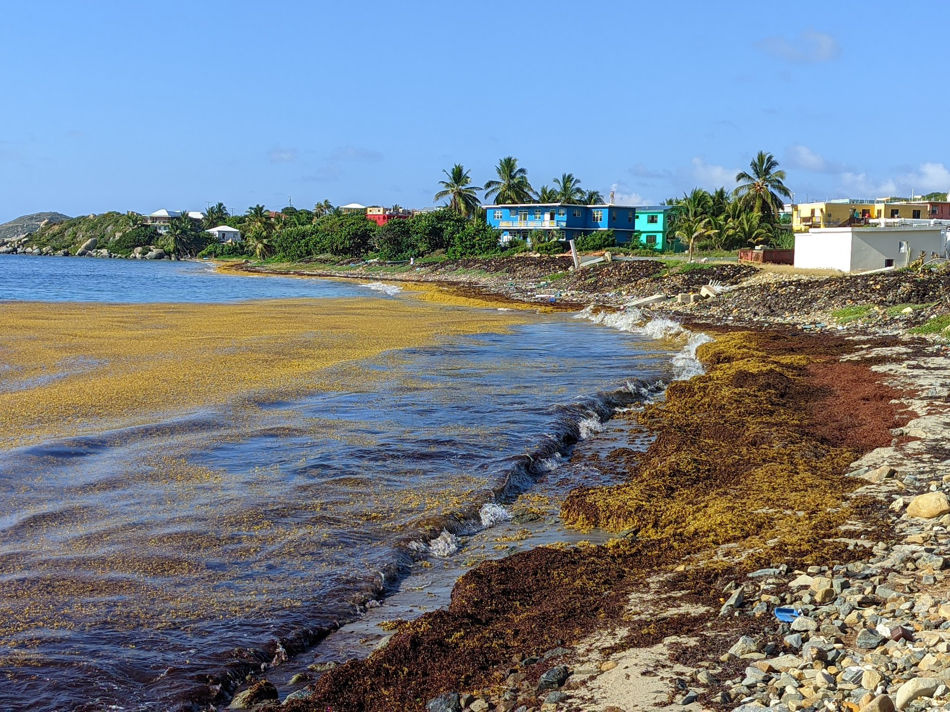 By April 8 (above), sargassum was once again washing ashore near the desalination plant at Handsome Bay, Virgin Gorda, but the promised protective boom had not been installed.