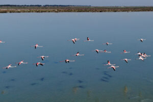 Flamingos fly over the Nartë lagoon, near the city of Vlorë, Albania. Credit: Gent Shkullaku/AFP via Getty Images