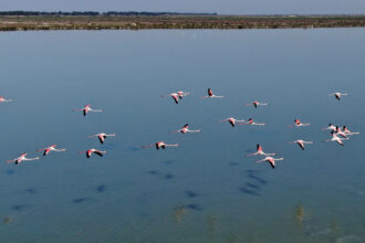 Flamingos fly over the Nartë lagoon, near the city of Vlorë, Albania. Credit: Gent Shkullaku/AFP via Getty Images