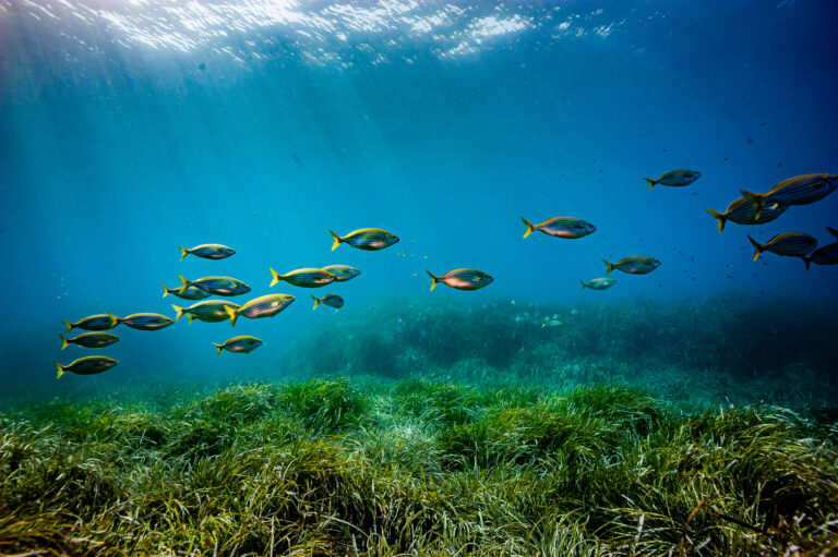 A school of fish is seen off the coast of southeastern France. Global warming is driving a dramatic shift of species in the Mediterranean and could lead to mass extinctions in the worst-case outcome. Credit: Alessandro Rota/Getty Images