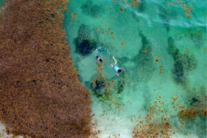 Massive blooms of the seaweed began inundating Caribbean shorelines in 2011.