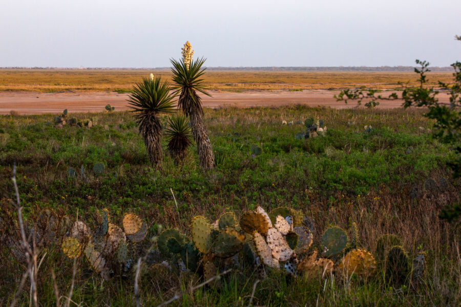 Forgotten Keepers of the Rio Grande Delta: a Native Elder Fights Fossil ...