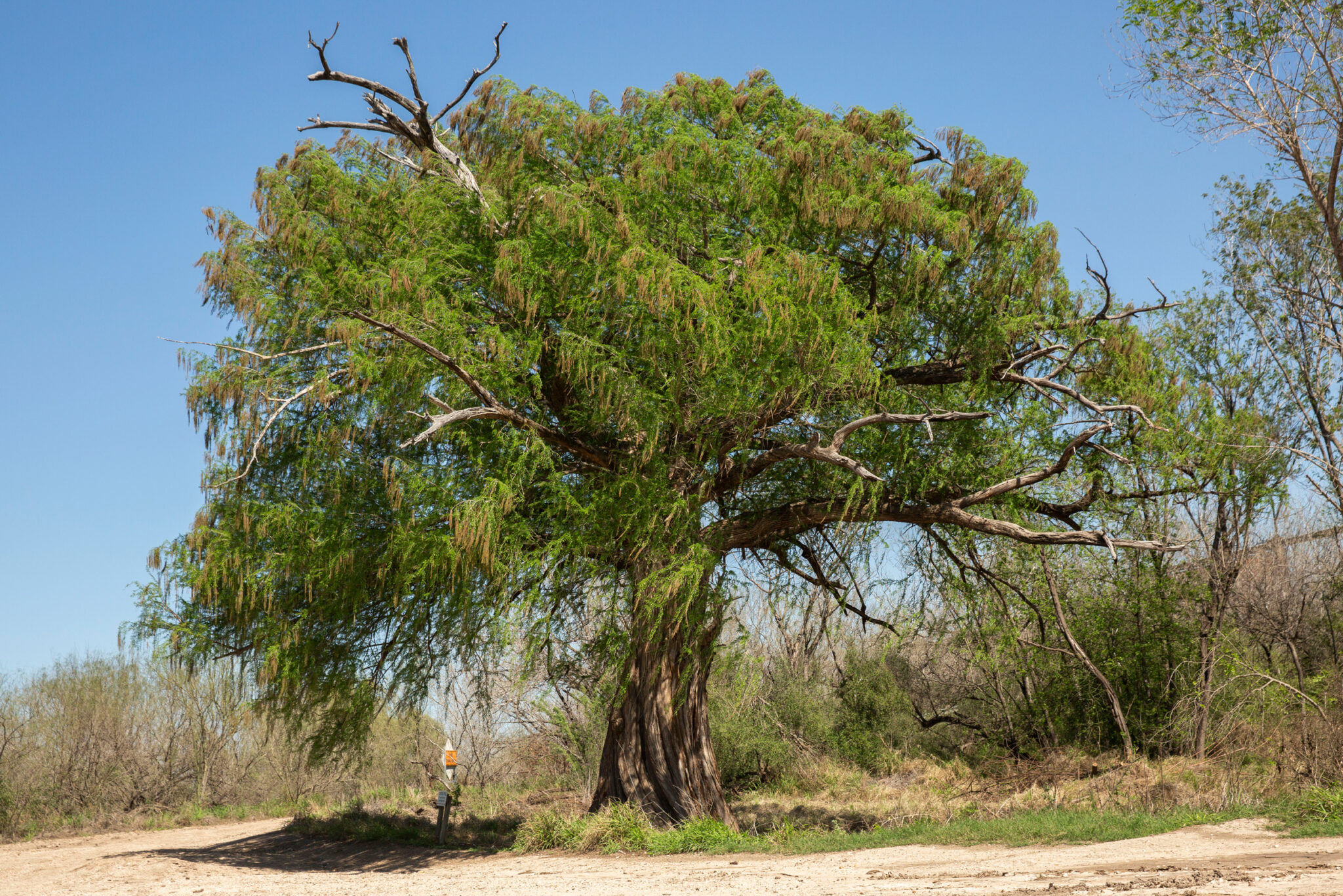 Forgotten Keepers of the Rio Grande Delta: a Native Elder Fights Fossil ...
