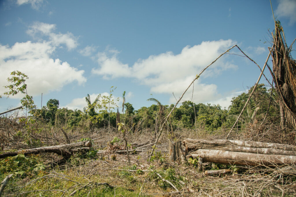 Recently deforested land in Caquetá, Colombia.