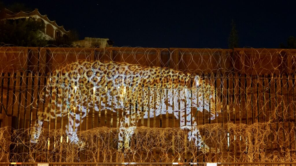 Jaguars have almost been completely decimated from the U.S., but a few have been spotted in Arizona in recent years. Credit: Lauren Strohacker