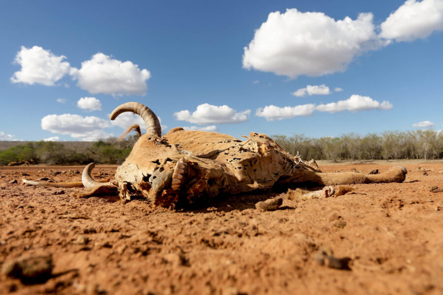 In Brazil’s SemiArid Region, Small Farmers Work Exhausted Lands