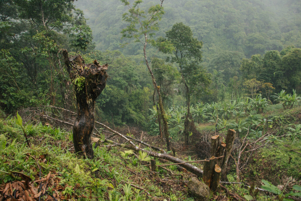 Recent deforestation in the hills near Florencia, Caquetá. 
