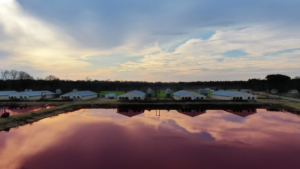 An open-pit lagoon is filled with waste from a hog farm in Duplin County, North Carolina. Credit: Courtesy of The Smell of Money