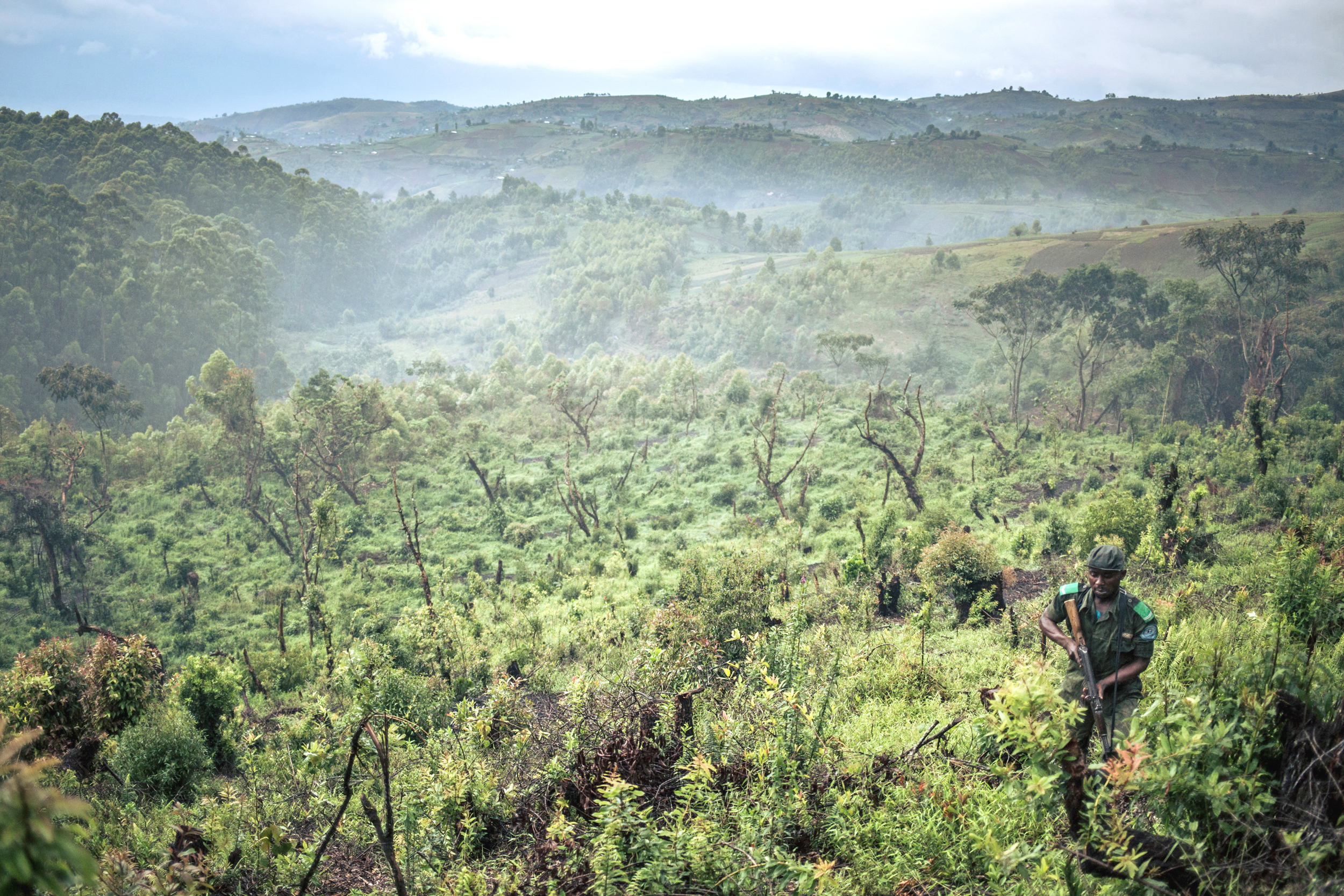 A ranger from Kahuzi-Biega National Park in the Democratic Republic of Congo walks through an area of the park devastated by logging on Sept. 30, 2019. Credit: Alexis Huguet/AFP via Getty Images
