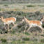 A herd of pronghorn are seen in the Seedskadee National Wildlife Refuge in Sweetwater County, Wyoming. Credit: Tom Koerner/USFWS