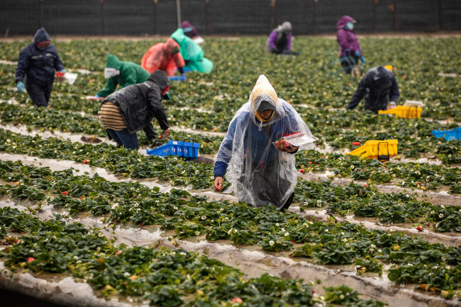 Farmworkers pick strawberries on a field in Oxnard, Calif. Growers applied more than 60 million pounds of the fumigant 1,3-dichloropropene on crops such as strawberries to kill nematodes and other soil-dwelling organisms in 2018, the most recent year data is available. Credit: Mel Melcon/Los Angeles Times via Getty Images