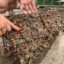 Agata Poniatowski, Billion Oyster Project’s public outreach program manager, points out the different marine organisms on an oyster cage at WNYC Transmitter Park in Brooklyn. Credit: Lauren Dalban/Inside Climate News