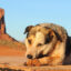 One animal control program manager estimates that there are around 180,000 unhoused dogs on the reservation. Credit: iStock/Getty Images Plus via Grist