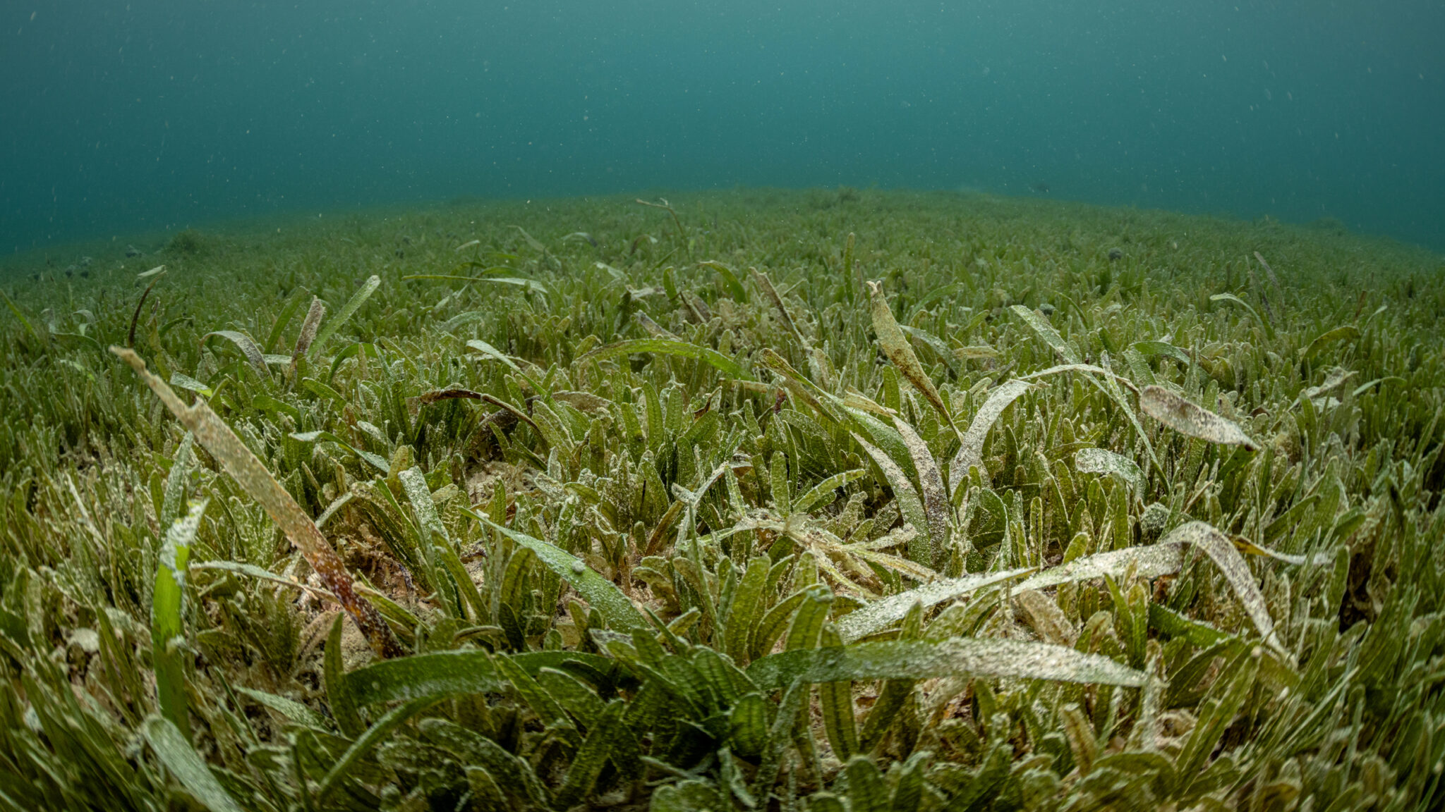 The Seagrass Species That Is Not So Slowly Taking Over the World ...