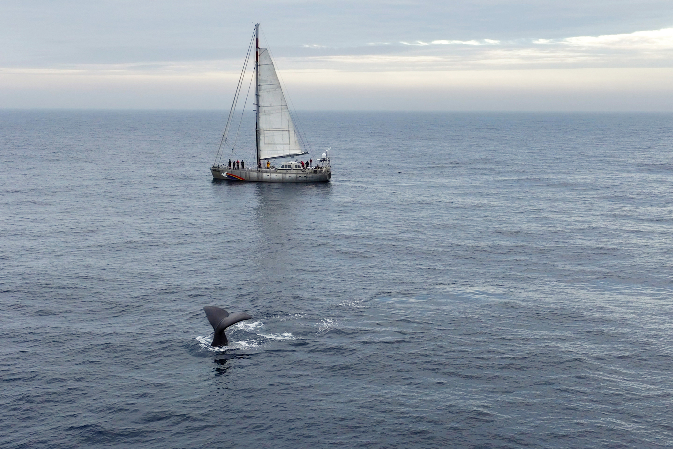 A sperm whale dives underwater as a Greenpeace sailing vessel, named the Witness, goes on a scientific expedition in August 2024 in Norway. Credit: Christian Åslund/Greenpeace
