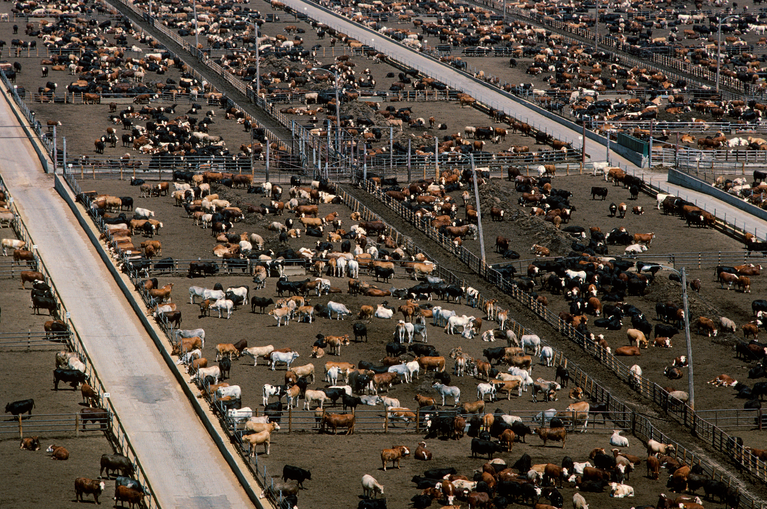 The Environmental Working Group lawsuit accuses Tyson of deceiving consumers by failing to provide a realistic plan to reduce its emissions or even measure them. Credit: Richard Hamilton Smith /Universal Images Group via Getty Images
