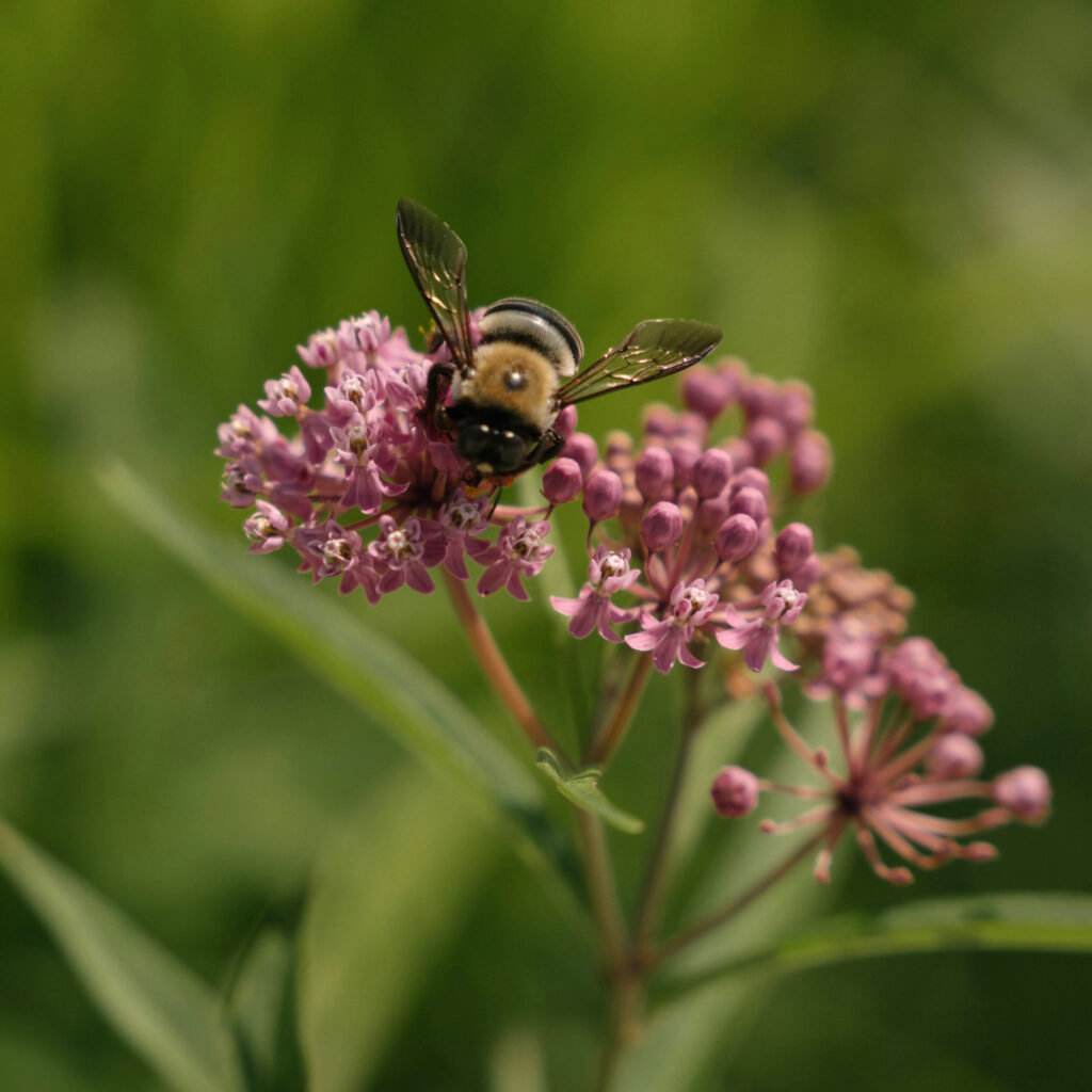 A bumble bee sits on a flower in the ResilienCity Park rain garden. Credit: Caroline Gutman/Inside Climate News
