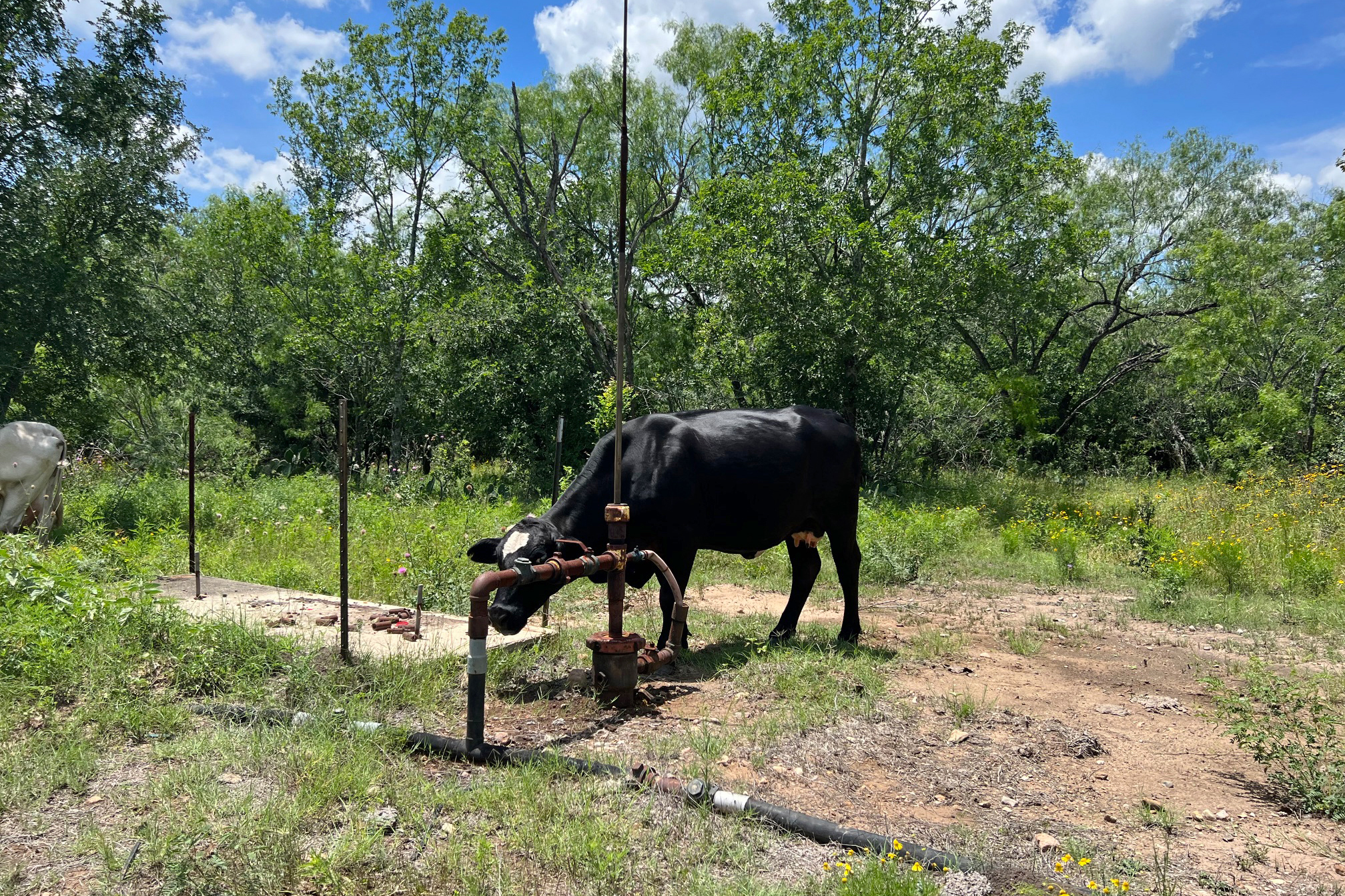 A cow stands next to a non-producing oil well in Caldwell County, Texas. Gas was venting out of the well even though oil is not being produced. Credit: Courtesy of Abigail Edgar