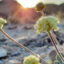 Tiehm’s buckwheat, a small wildflower with yellow pom-poms, is an endemic species unique to the Silver Peak Range. Credit: Patrick Donnelly/Center for Biological Diversity