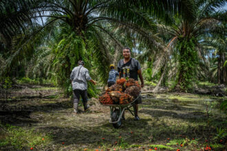 Herzuza Dongkin’s 3-acre oil palm plantation is harvested by family and community members near Kampung Chenderong Kelubi in the Malaysian state of Perak.