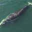 In 2023, a North Atlantic right whale was spotted off the coast of Georgia with rope lodged in its mouth. Credit: Georgia DNR/NOAA Fisheries
