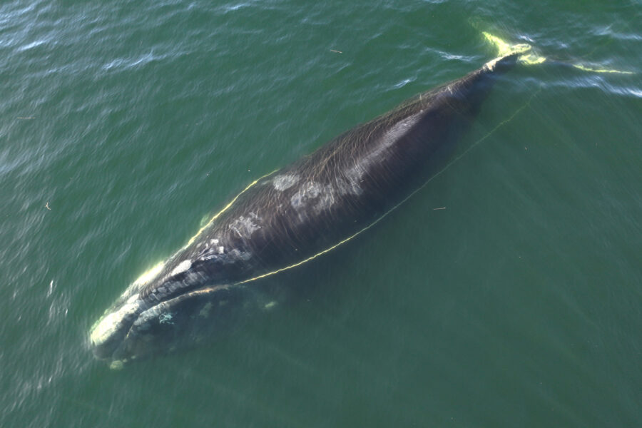 Center for Coastal Studies Inside Climate News