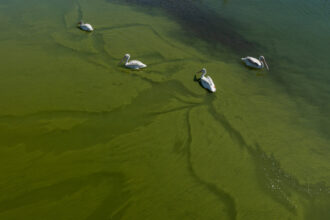 Blooms of cyanobacteria, like the one pictured in California’s Lake Elsinore, spiked to record levels in the Finger Lakes of New York this year, endangering swimmers, dogs, birds and public drinking water. Credit: David McNew/Getty Images