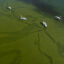 Blooms of cyanobacteria, like the one pictured in California’s Lake Elsinore, spiked to record levels in the Finger Lakes of New York this year, endangering swimmers, dogs, birds and public drinking water. Credit: David McNew/Getty Images