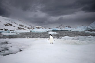 An Adelie penguin is seen on Horseshoe Island in Antarctica on Feb. 14. Credit: Sebnem Coskun/Anadolu via Getty Images