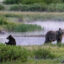 A grizzly bear and her two cubs walk along Pelican Creek on June 21, in Yellowstone National Park, Wyo. Credit: Jonathan Newton/Getty Images