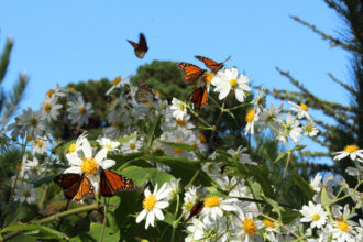 Western monarchs feed on Pacific aster nectar while overwintering in the Monarch Butterfly Sanctuary in Pacific Grove, Calif. Credit: Barry Bergman