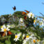 Western monarchs feed on Pacific aster nectar while overwintering in the Monarch Butterfly Sanctuary in Pacific Grove, Calif. Credit: Barry Bergman