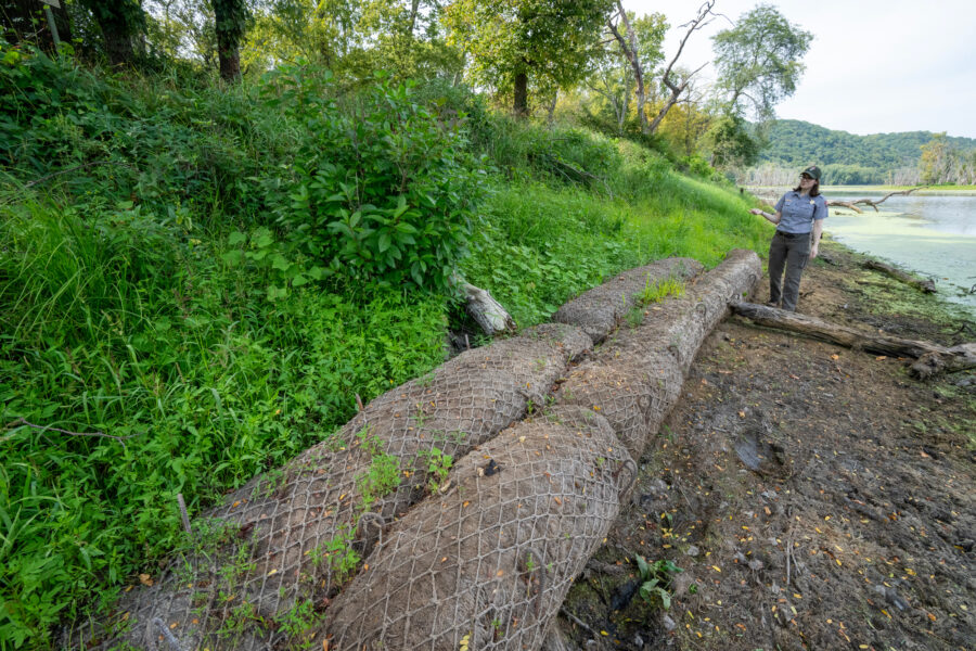 Effigy Mounds National Monument museum technician Sheila Oberreuter walks along coir logs in the Sny Magill Unit of the park along the Mississippi River near Clayton, Iowa. Credit: Mark Hoffman/Milwaukee Journal Sentinel