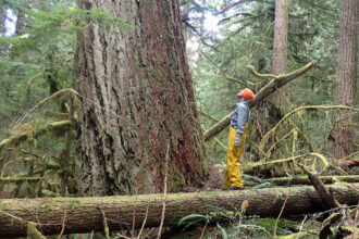 Stephen Kropp, the founder of the nonprofit Legacy Forest Defense Coalition of Washington, has ramped up his mission of raising awareness about logging so-called “legacy forests” on Washington trust lands. Credit: Legacy Forest Defense Coalition