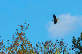 One of two displaced bald eagles carries nesting material two days after the tree containing its nest was felled by a developer. Credit: Lee Hedgepeth/Inside Climate News