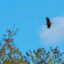 One of two displaced bald eagles carries nesting material two days after the tree containing its nest was felled by a developer. Credit: Lee Hedgepeth/Inside Climate News