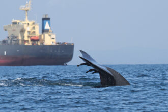 A blue whale swims near a large vessel in Sri Lanka, where it could be vulnerable to collisions. Credit: Asha de Vos